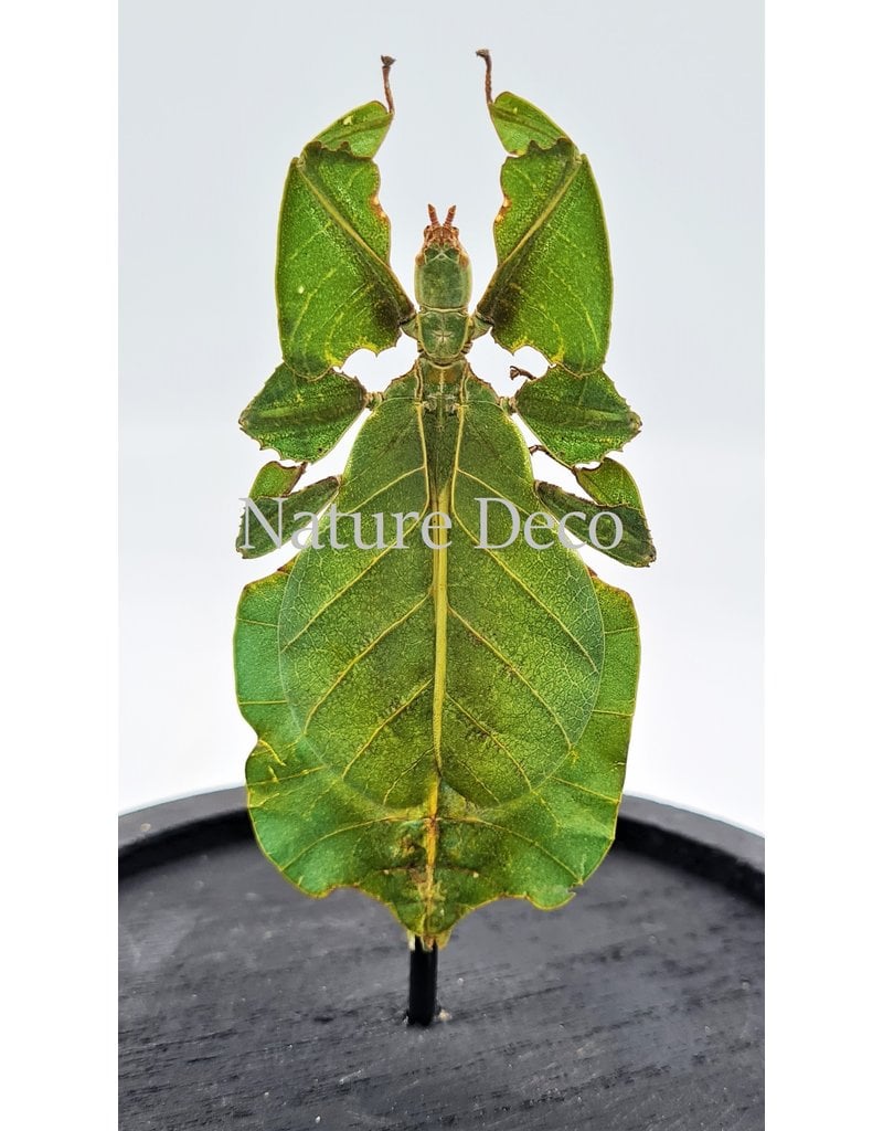 Nature Deco Wandelend blad / blaadje  in stolp 13 x 12cm