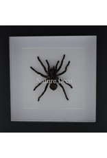 Nature Deco Hapalotremus Carabaya spider in luxury 3D frame 17 x 17cm