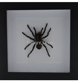 Nature Deco Hapalotremus Carabaya spider in luxury 3D frame