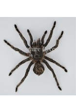 Nature Deco Hapalotremus Carabaya spider in luxury 3D frame 17 x 17cm