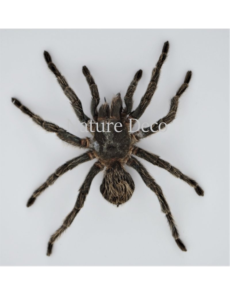 Nature Deco Hapalotremus Carabaya spider in luxury 3D frame 17 x 17cm