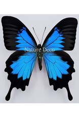 . Unmounted Papilio Ulysses dohertius