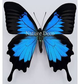 . Ongeprepareerde Papilio Ulysses dohertius