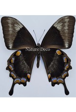 . Unmounted Papilio Ulysses dohertius