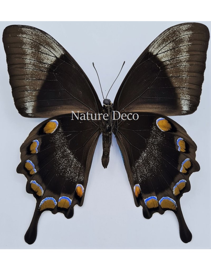 . Unmounted Papilio Ulysses dohertius