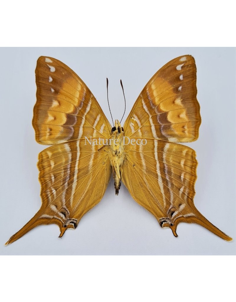 . Unmounted Marpesia Corinna