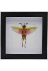 Nature Deco Chondracris Rosea (Pink grasshopper) in luxury 3D frame 17 x 17cm