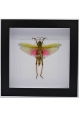 Nature Deco Chondracris Rosea (Roze sprinkhaan) in luxe 3D lijst 17 x 17cm