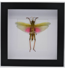 Nature Deco Chondacris Rosea (Pink grasshopper) in luxury 3D frame