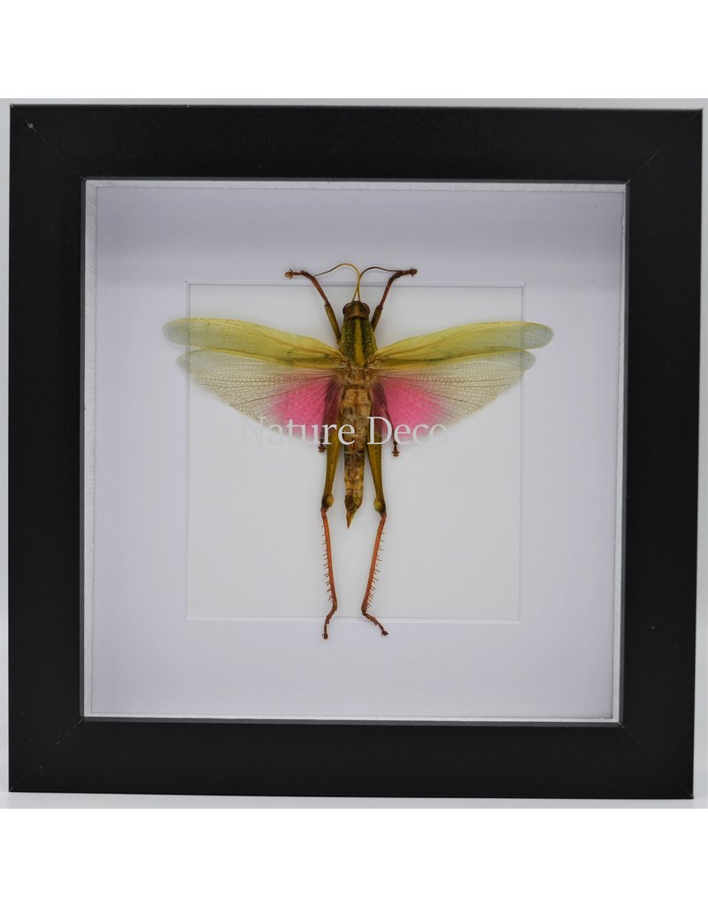 Nature Deco Chondracris Rosea (Roze sprinkhaan) in luxe 3D lijst 17 x 17cm