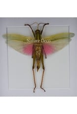 Nature Deco Chondracris Rosea (Pink grasshopper) in luxury 3D frame 17 x 17cm