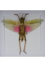Nature Deco Chondracris Rosea (Roze sprinkhaan) in luxe 3D lijst 17 x 17cm
