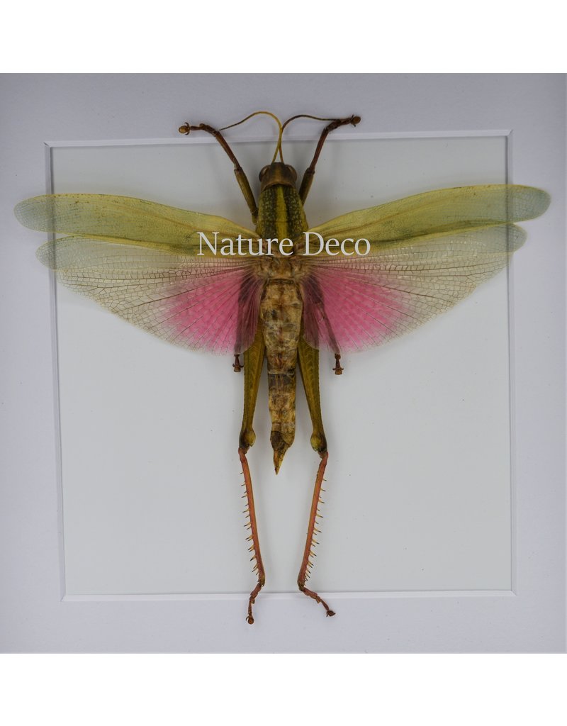 Nature Deco Chondracris Rosea (Roze sprinkhaan) in luxe 3D lijst 17 x 17cm