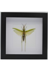 Nature Deco Acrida Cinerea (grasshopper) in luxury 3D frame 17 x17cm
