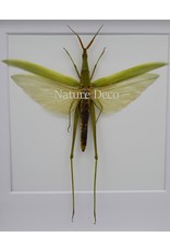 Nature Deco Acrida Cinerea (grasshopper) in luxury 3D frame 17 x17cm