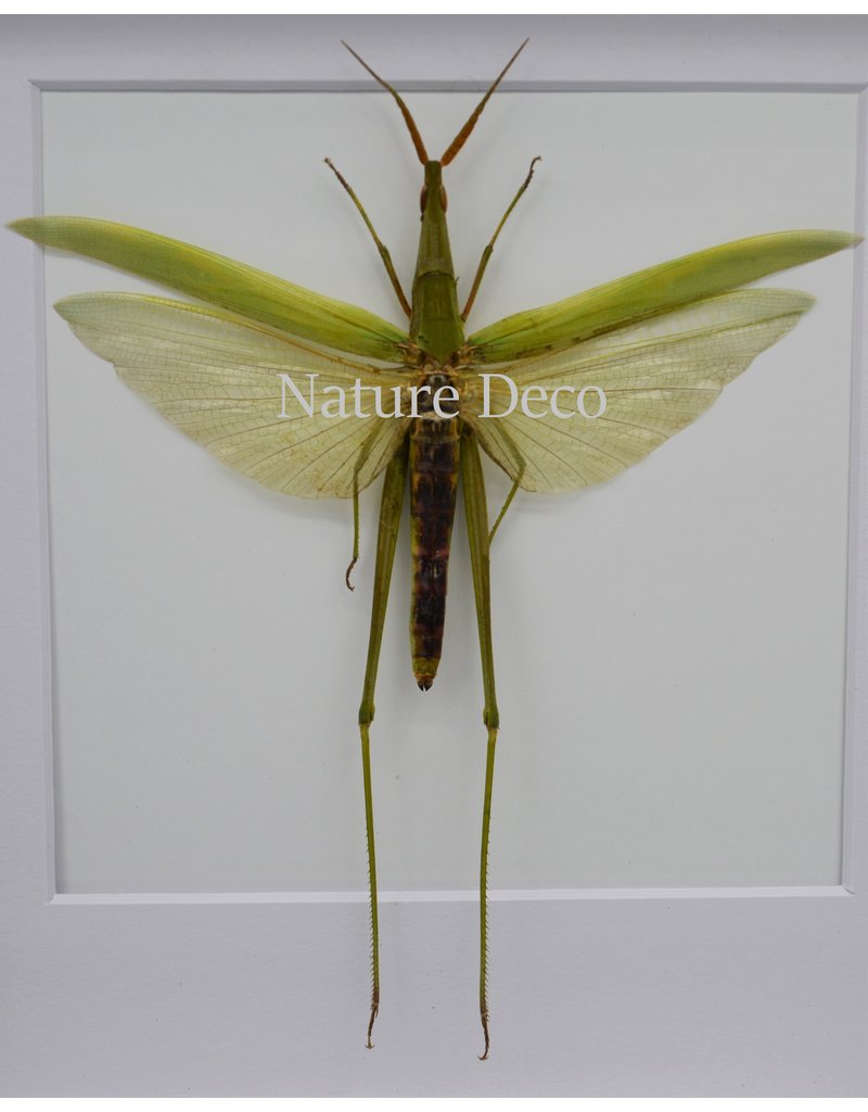 Nature Deco Acrida Cinerea (grasshopper) in luxury 3D frame 17 x17cm