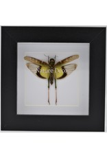 Nature Deco Gastrimargus Africanus (grasshopper) in luxury 3D frame 12 x 12cm