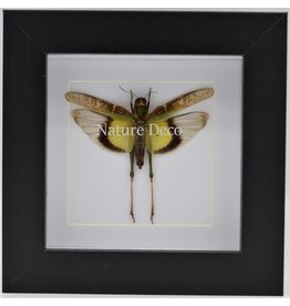 Nature Deco Gastrimargus Africanus (grasshopper) in luxury 3D frame