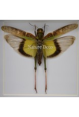 Nature Deco Gastrimargus Africanus (grasshopper) in luxury 3D frame 12 x 12cm