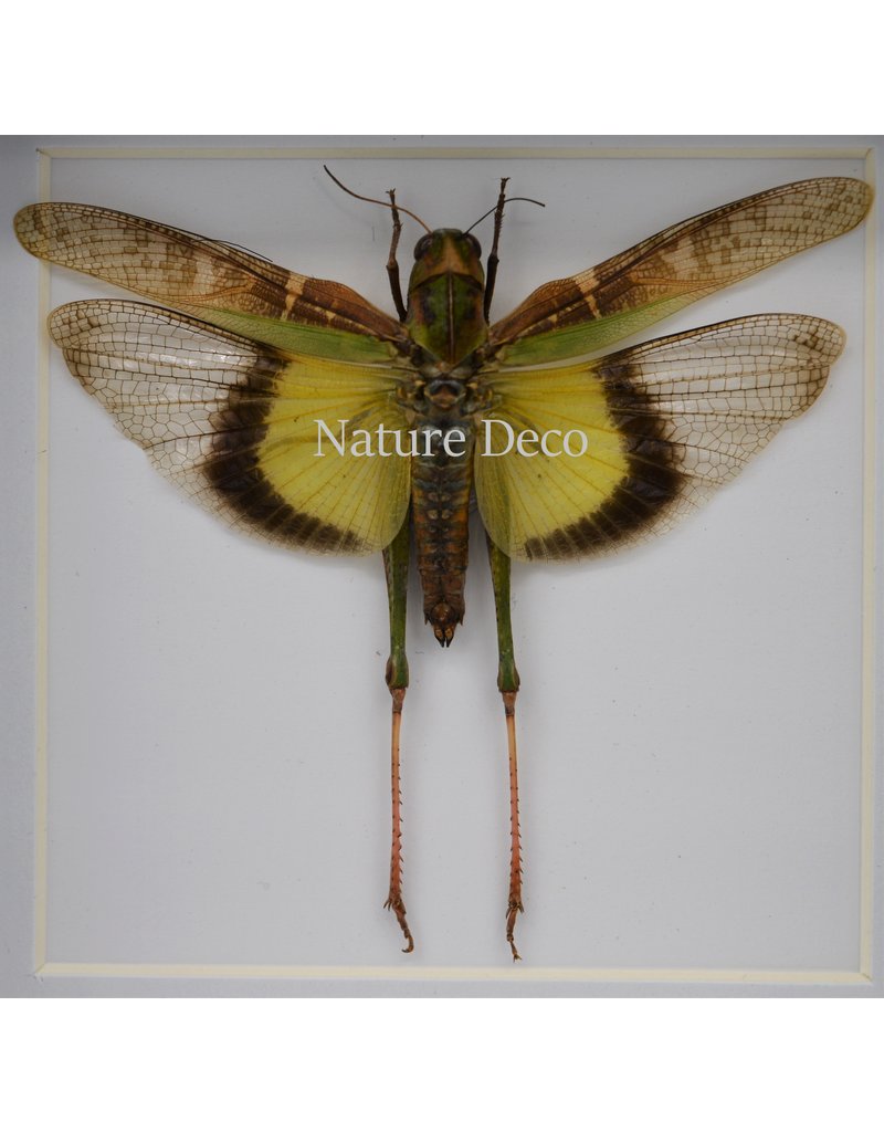 Nature Deco Gastrimargus Africanus (grasshopper) in luxury 3D frame 12 x 12cm