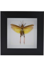 Nature Deco Eucoptacara Ceylonica (grasshopper) in luxury 3D frame 12 x 12cm
