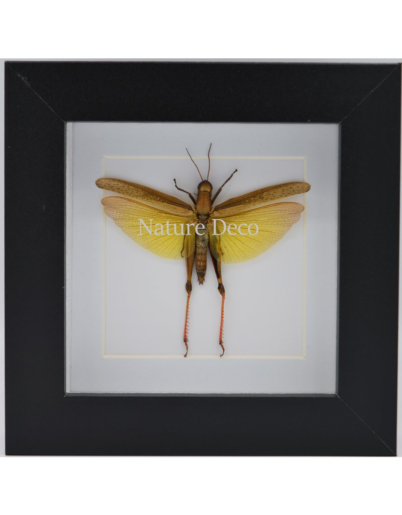 Nature Deco Eucoptacara Ceylonica (grasshopper) in luxury 3D frame 12 x 12cm