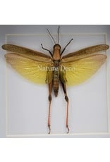 Nature Deco Eucoptacara Ceylonica (sprinkhaan) in luxe 3D lijst 12 x 12cm