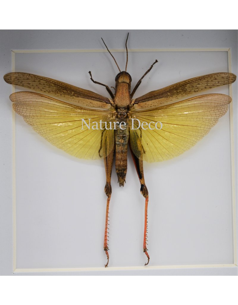 Nature Deco Eucoptacara Ceylonica (grasshopper) in luxury 3D frame 12 x 12cm