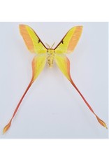 . Unmounted Actias Dubernardi male (Chinees moon moth)