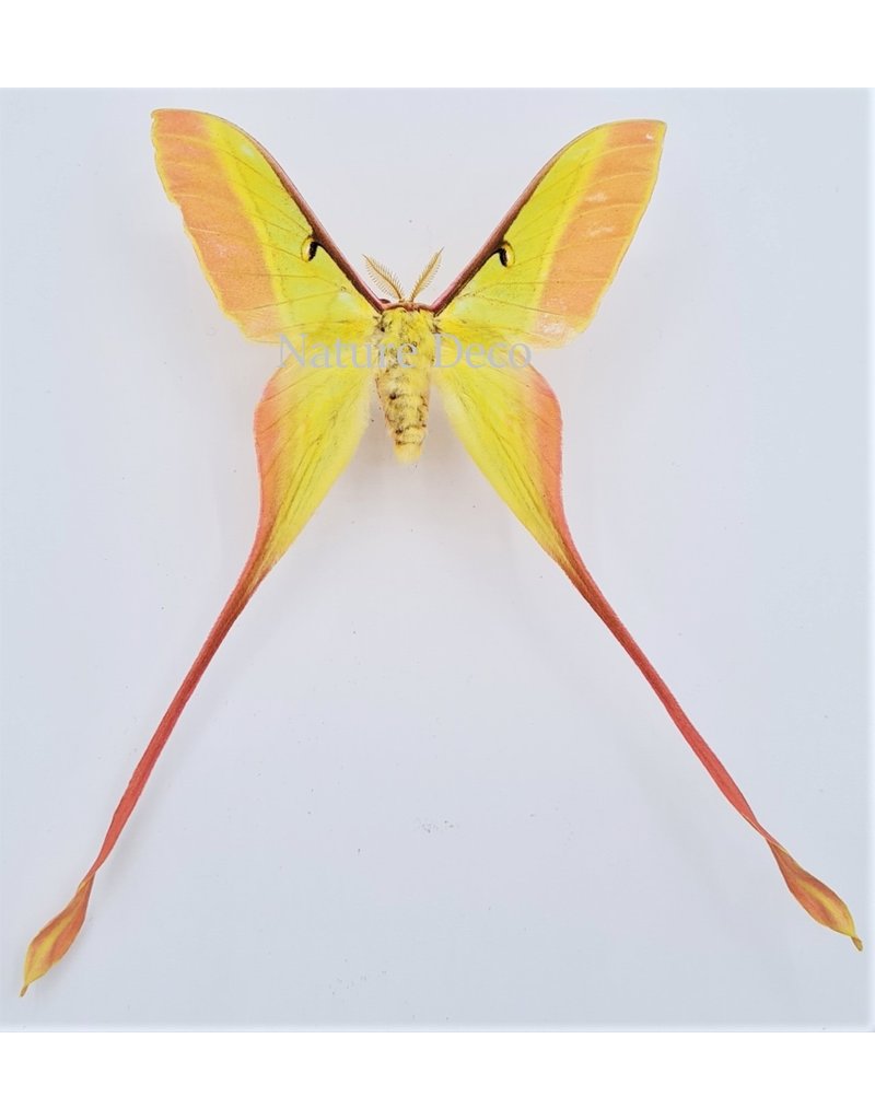 . Unmounted Actias Dubernardi male (Chinees moon moth)