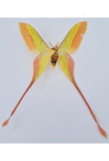 . Unmounted Actias Dubernardi male (Chinees moon moth)