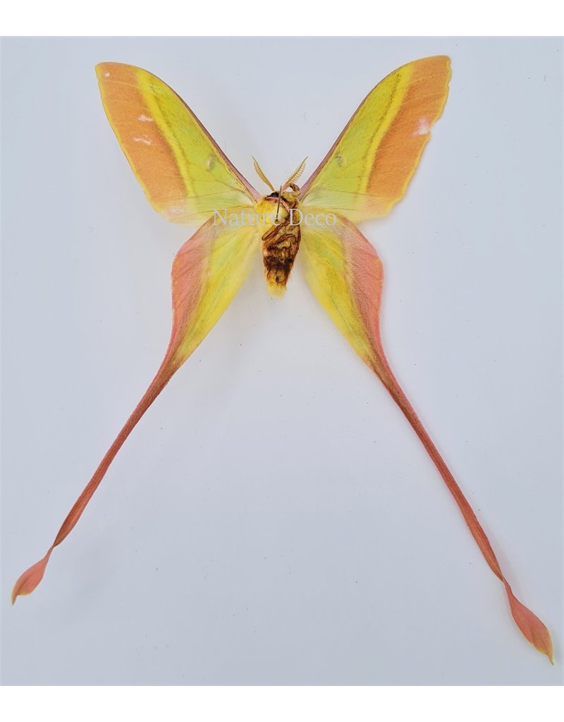 . Unmounted Actias Dubernardi male (Chinees moon moth)