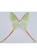 . Unmounted Actias Dubernardi female (Chinees moon moth)