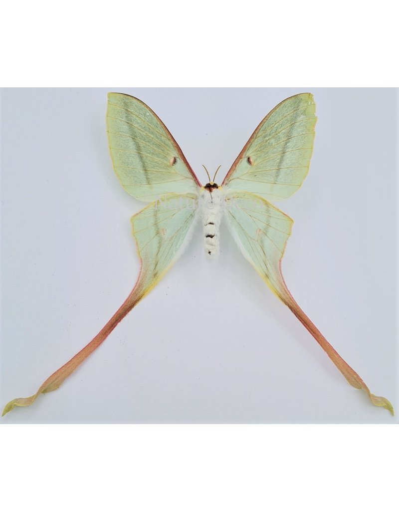 . Unmounted Actias Dubernardi female (Chinees moon moth)