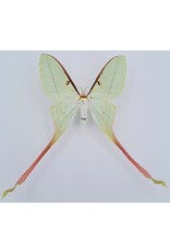 . Unmounted Actias Dubernardi female (Chinees moon moth)