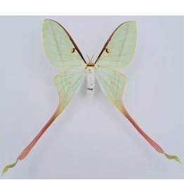 . Unmounted Actias Dubernardi female