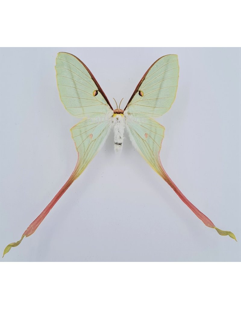 . Unmounted Actias Dubernardi female (Chinees moon moth)