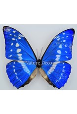 . Unmounted Morpho Cypris