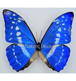 . Ongeprepareerde Morpho Cypris