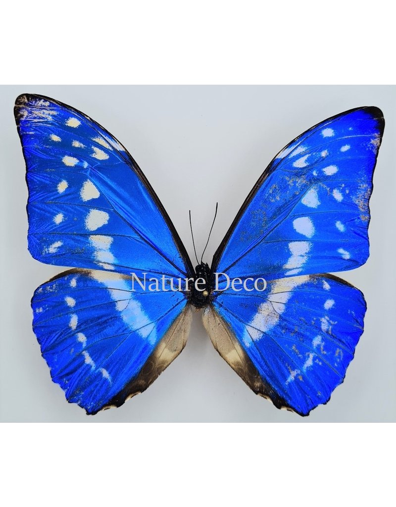 . Unmounted Morpho Cypris