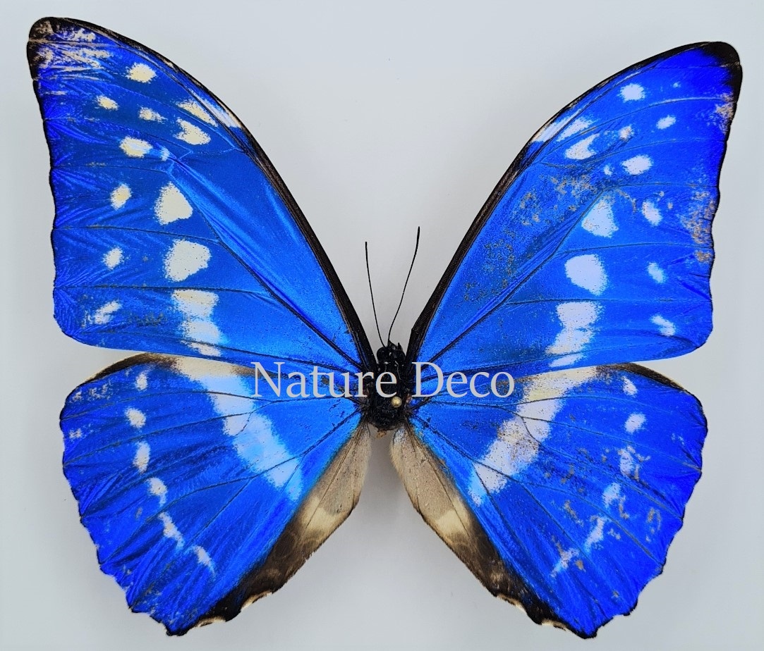 Unmounted Morpho Cypris - Nature Deco