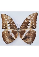 . Unmounted Morpho Cypris