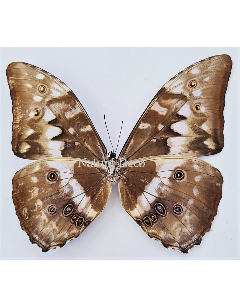 . Unmounted Morpho Cypris