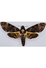 . Unmounted Acherontia Lachesis (Death head hawk moth)