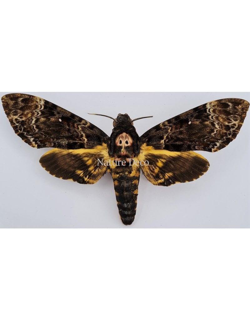 . Unmounted Acherontia Lachesis (Death head hawk moth)