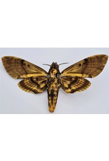 . Unmounted Acherontia Lachesis (Death head hawk moth)