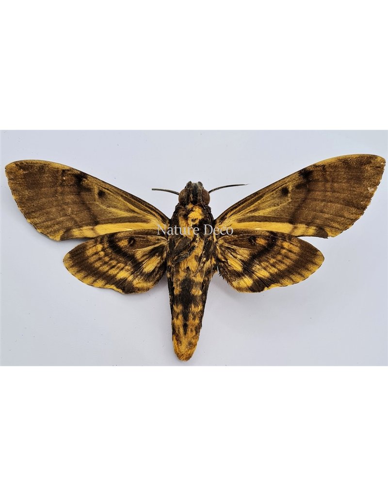 . Unmounted Acherontia Lachesis (Death head hawk moth)