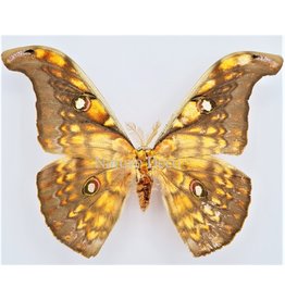 . Unmounted  Antheraea Larissa