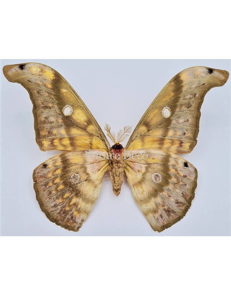 . Unmounted  Antheraea Larissa