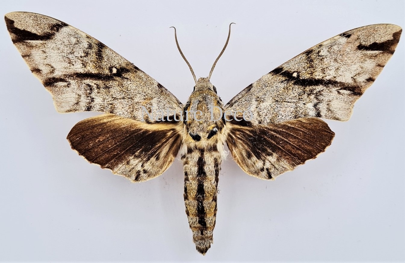 Ongeprepareerde Meganoton Analis Nature Deco